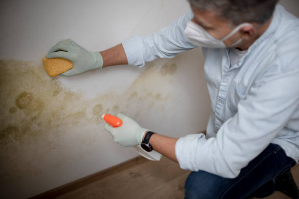 Best Commercial Mold Removal  in USA